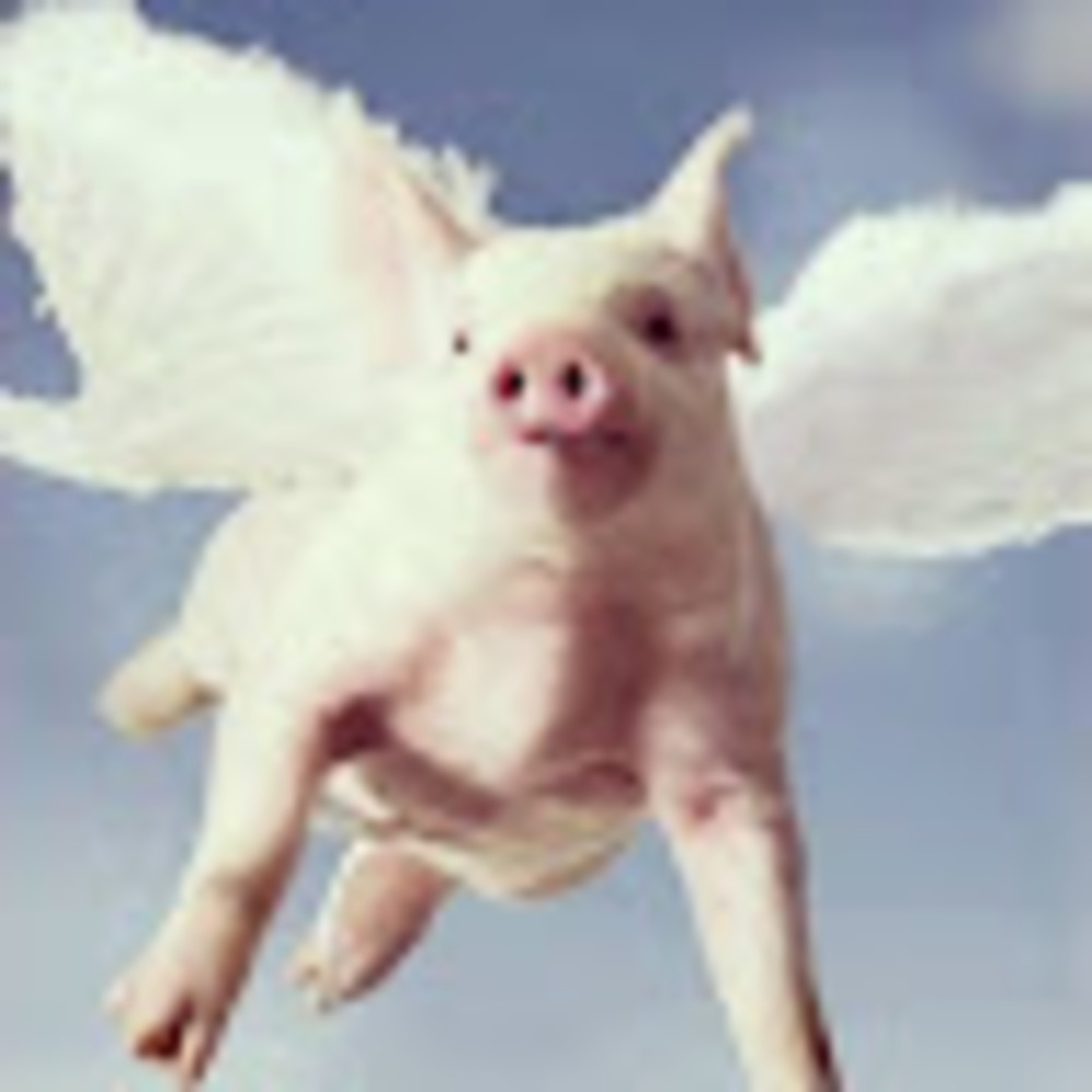 Meet your Posher, Piggie